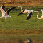 FalminGO Fest promove riqueza ambiental do Estuário do Sado