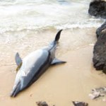 Golfinho morto encontrado em praia de Setúbal