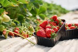 Home berry box - onde comprar - no farmacia - no Celeiro - em Infarmed - no site do fabricante